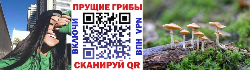 omg онион  сколько стоит  мориарти как зайти  Псилоцибиновые грибы Psilocybine cubensis  Заводоуковск 